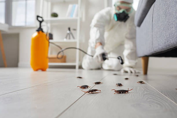 Commercial Kitchen Cockroach Control in Phoenix